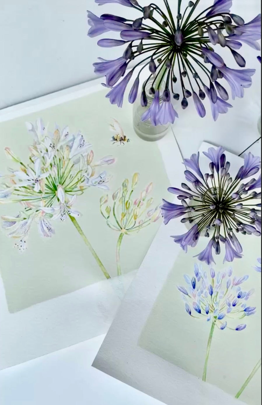 Agapanthus painting