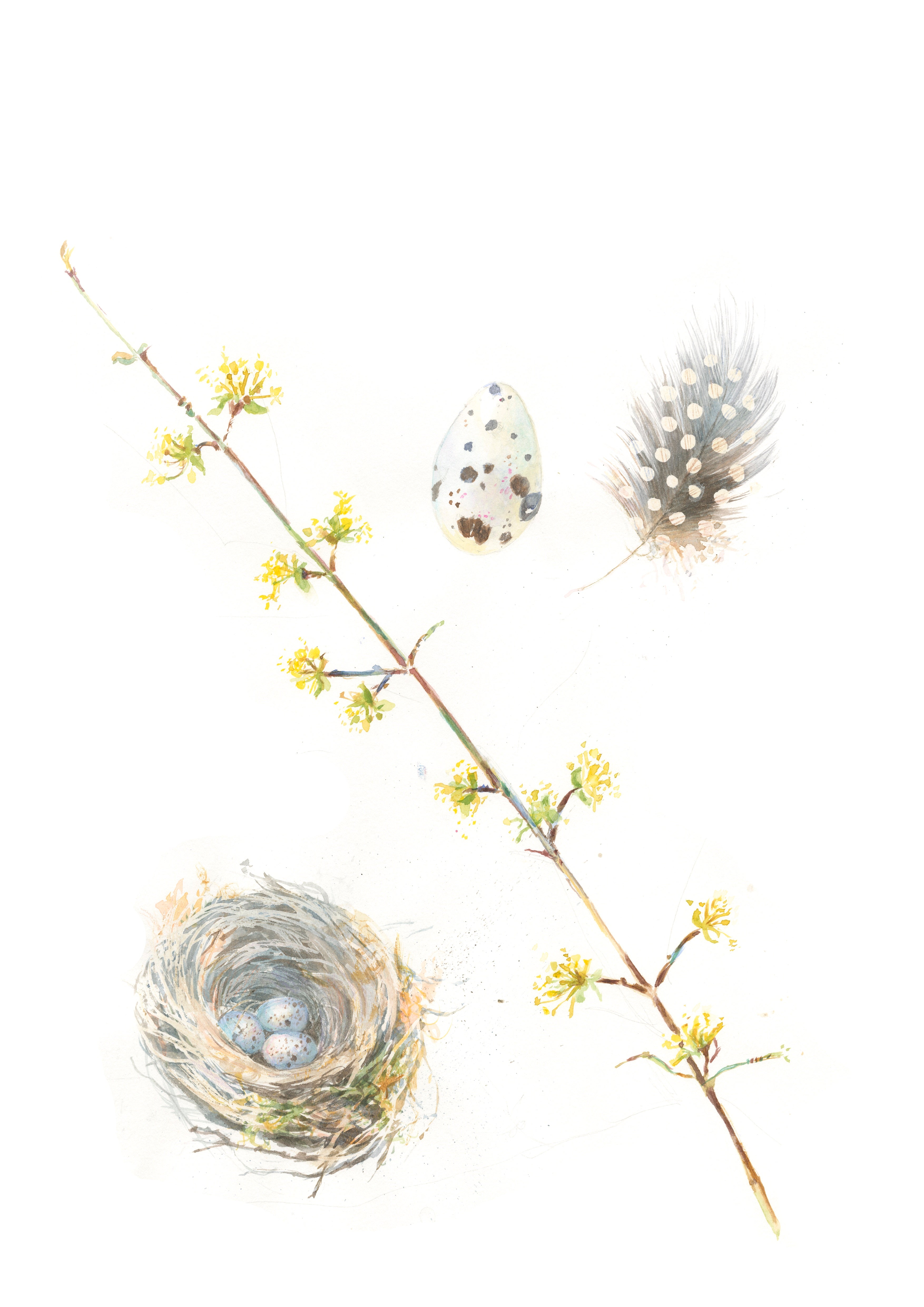 Birds nest, egg, feather & Cornus