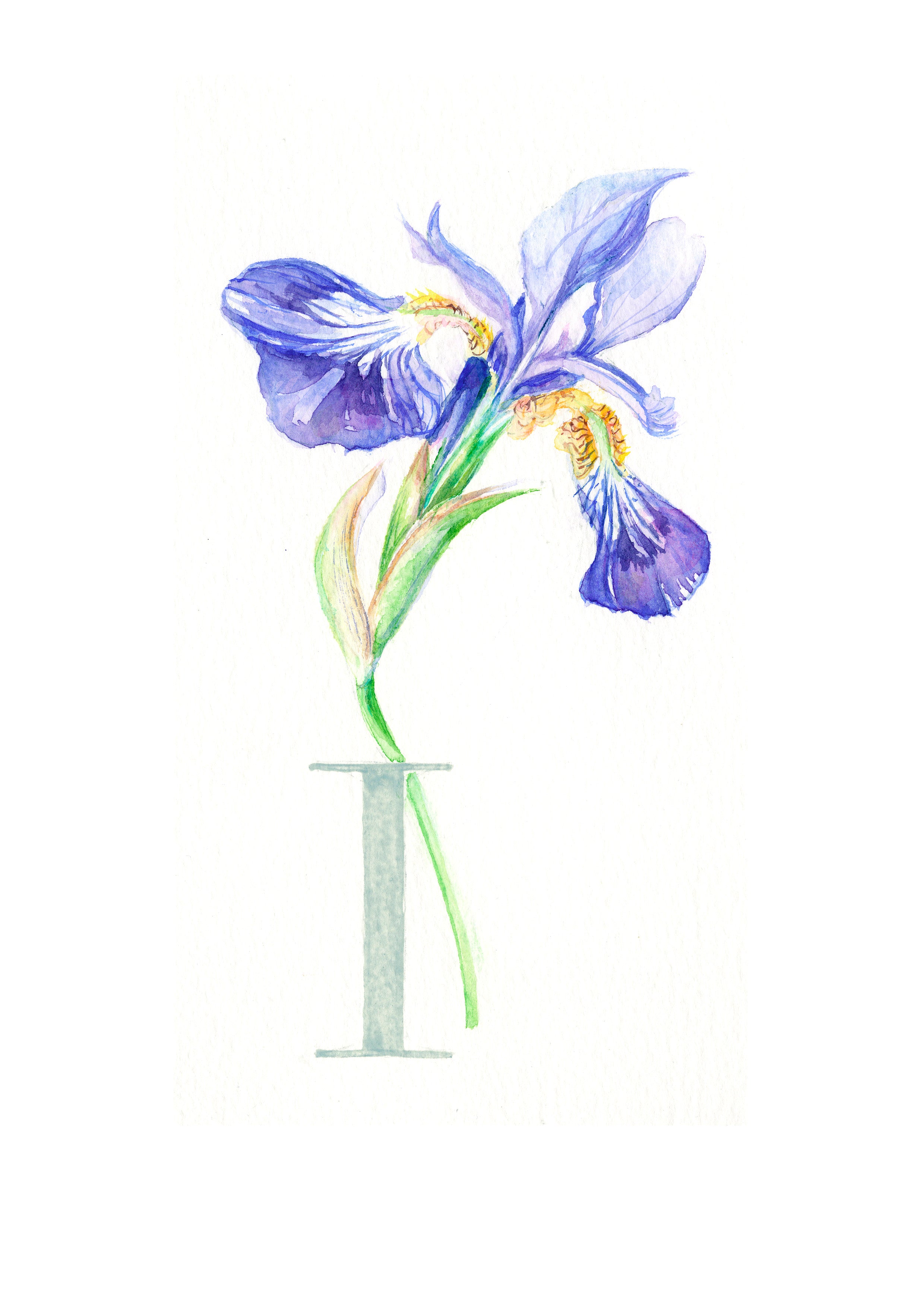 I (Iris)