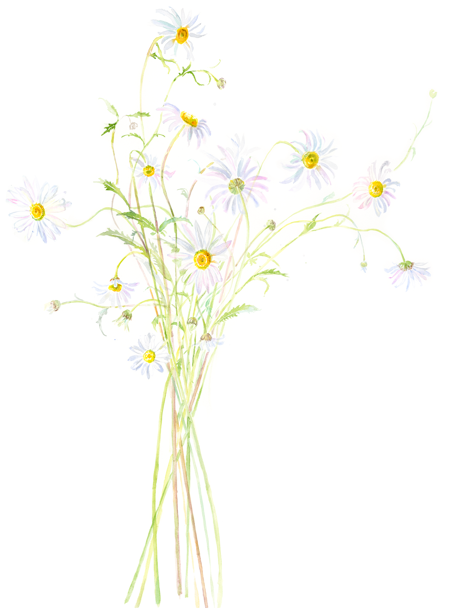 Oxeye Daisies