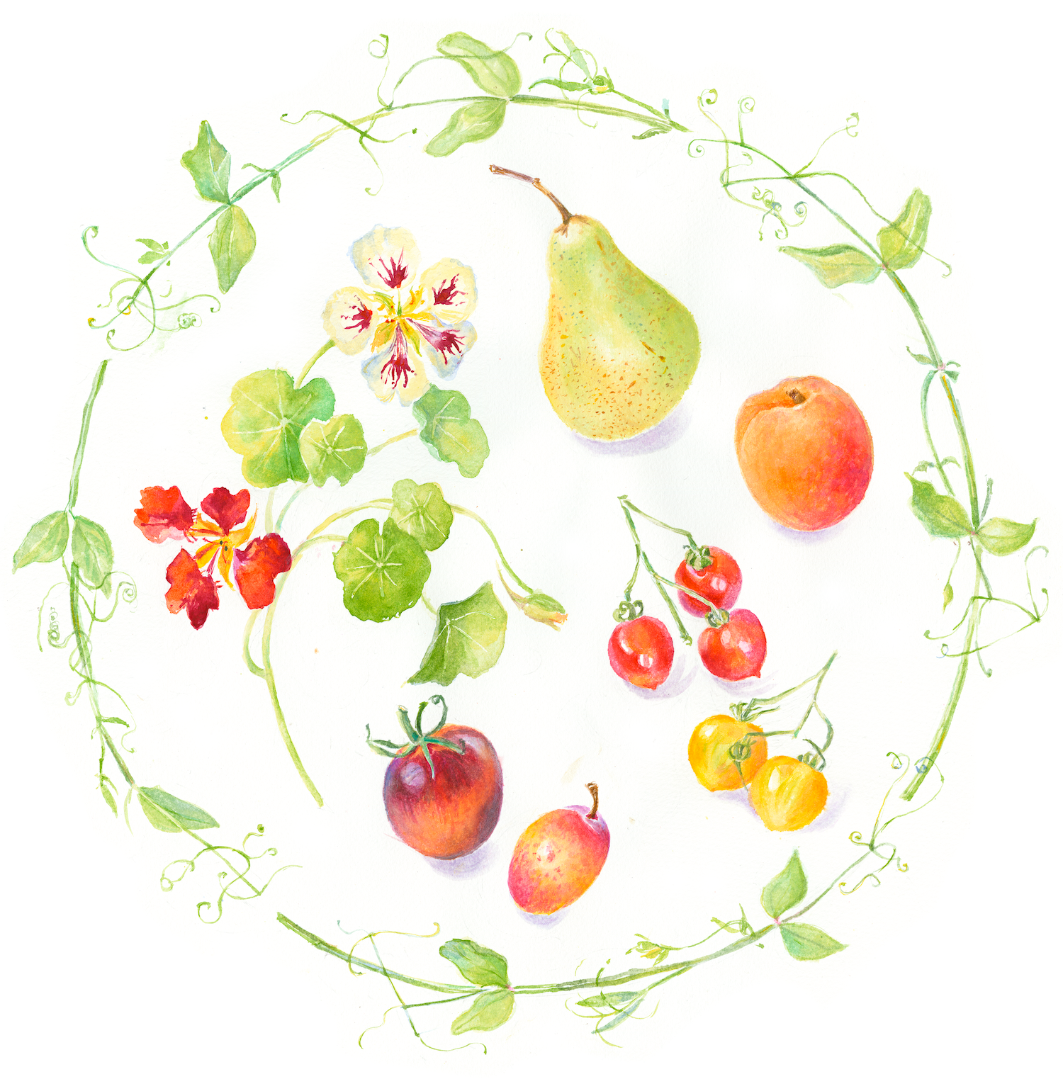 Nasturtiums, Tomatoes & Pears