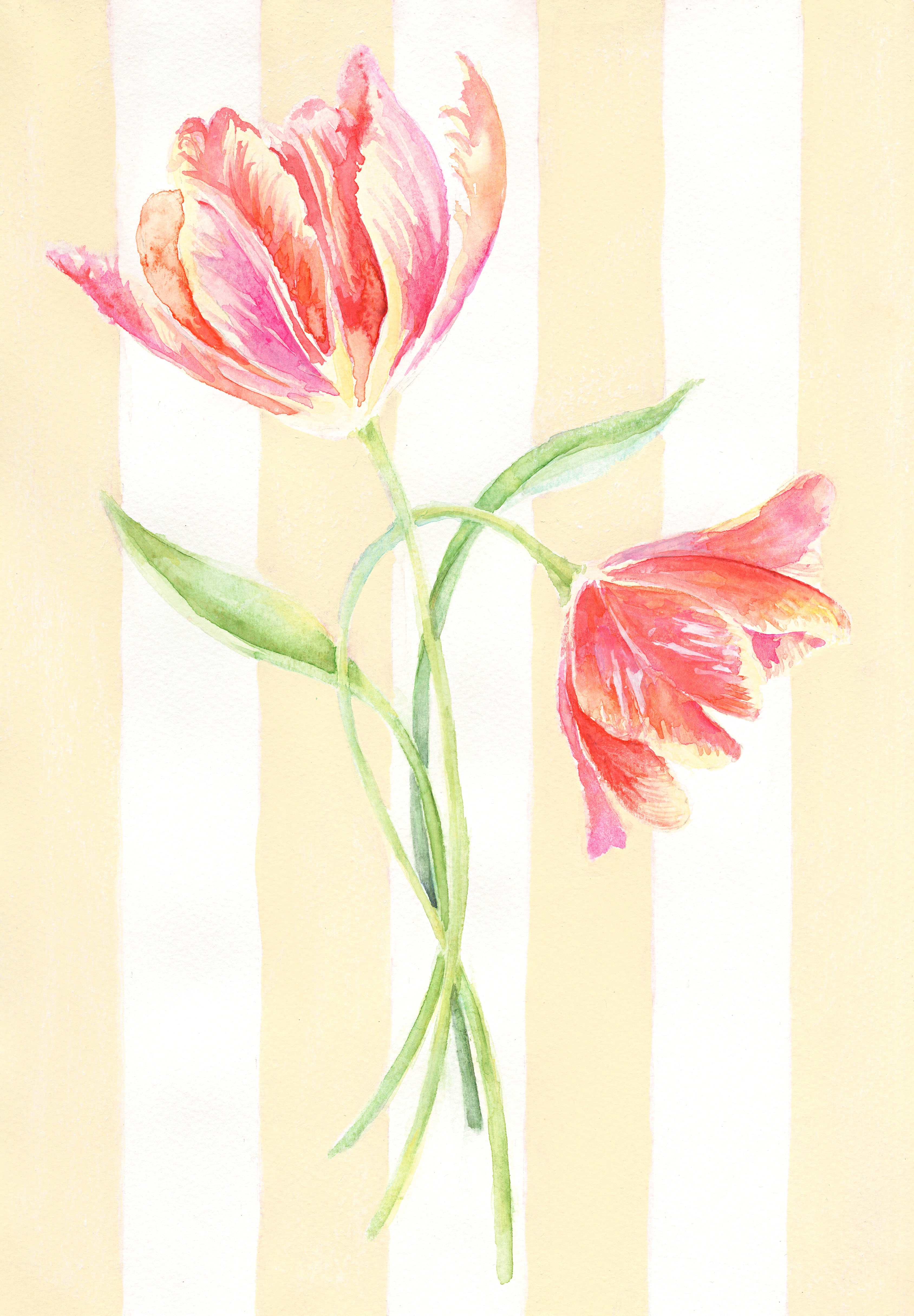 Striped Tulip Duo