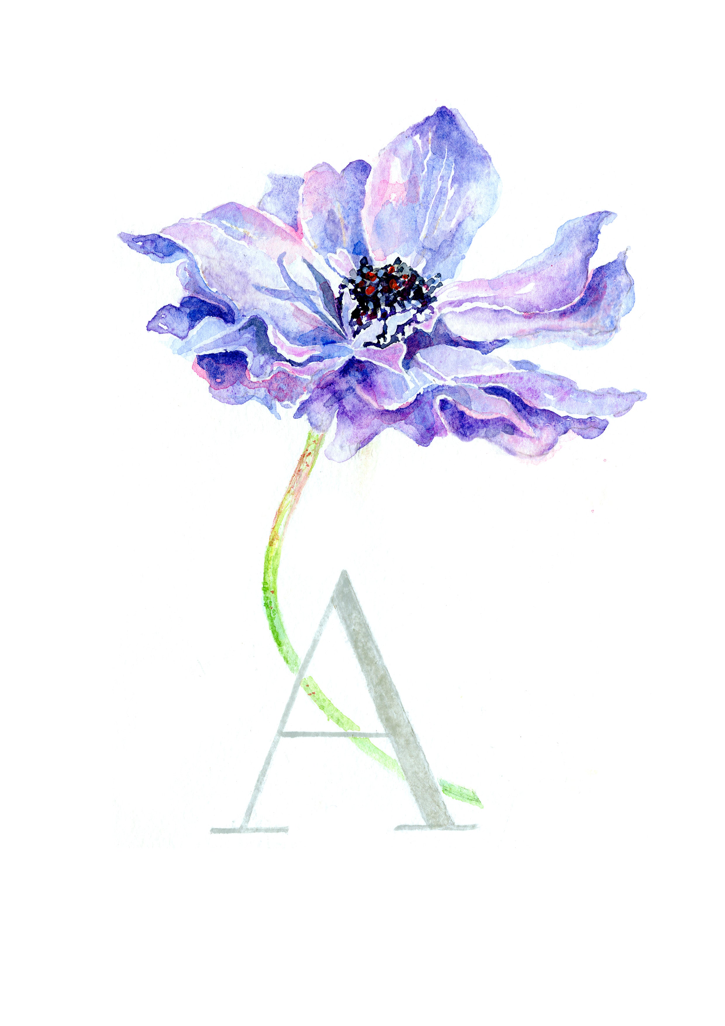 A (Anemone)