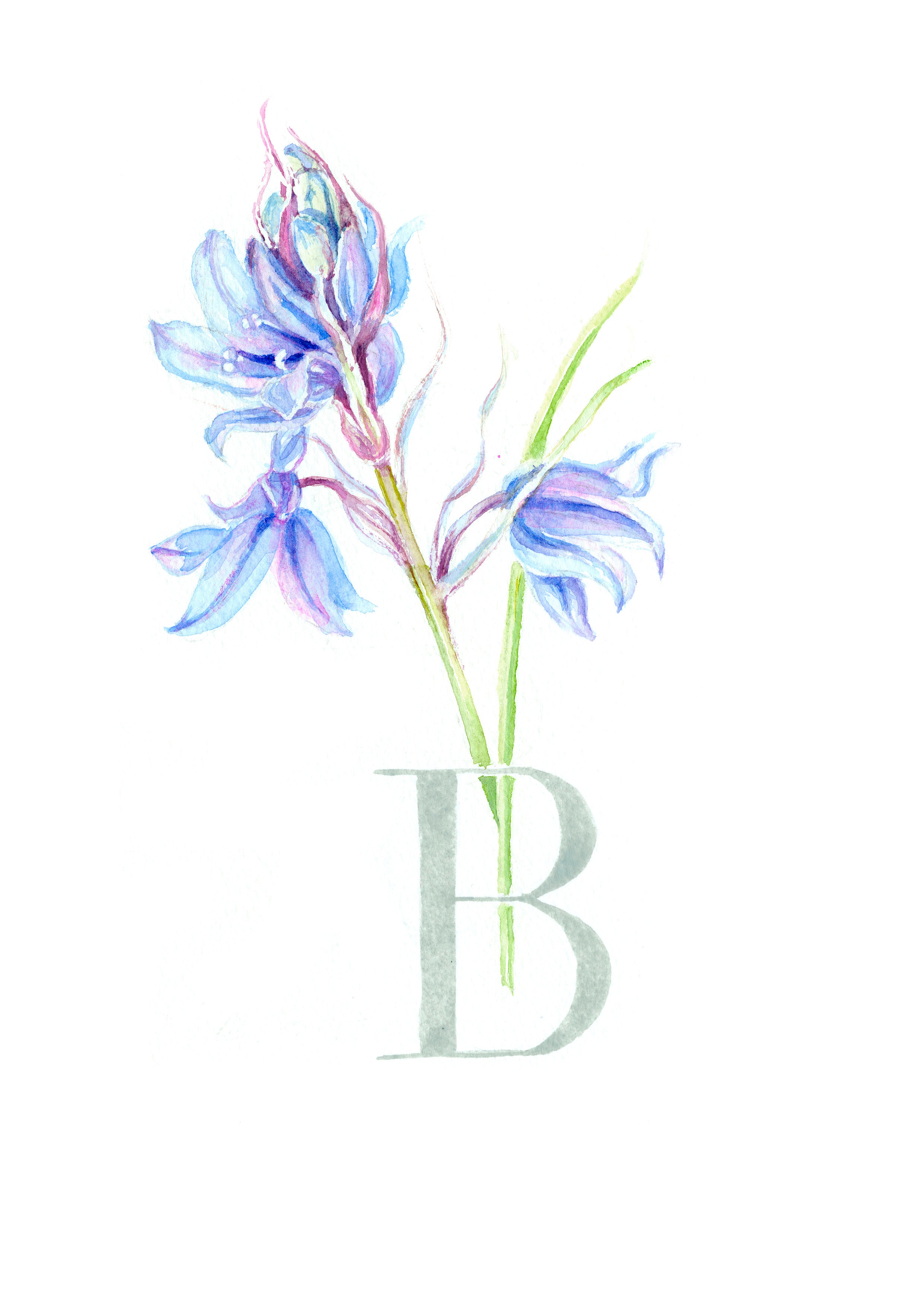 B (Bluebell)