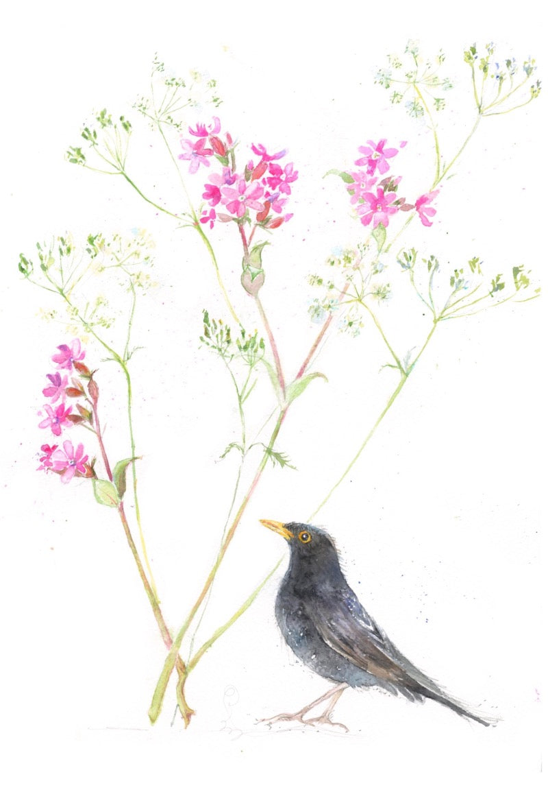 Blackbird & Pink Campion