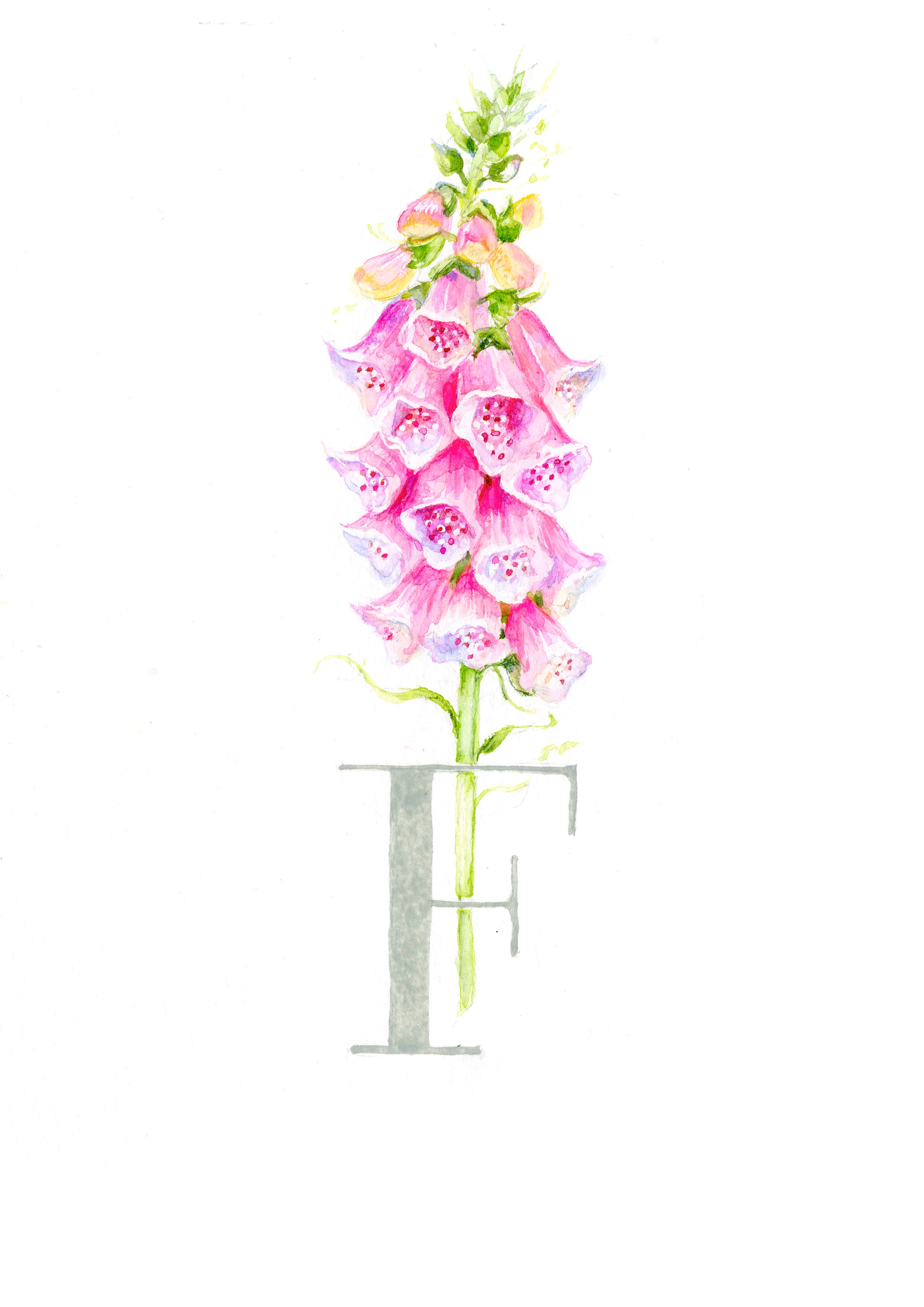 F (Foxglove)