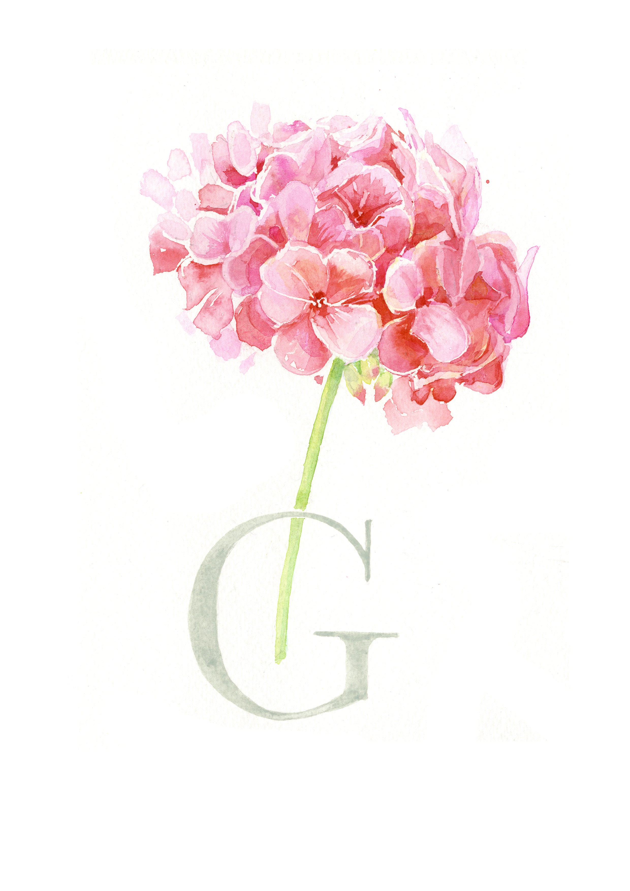 G (Geranium)