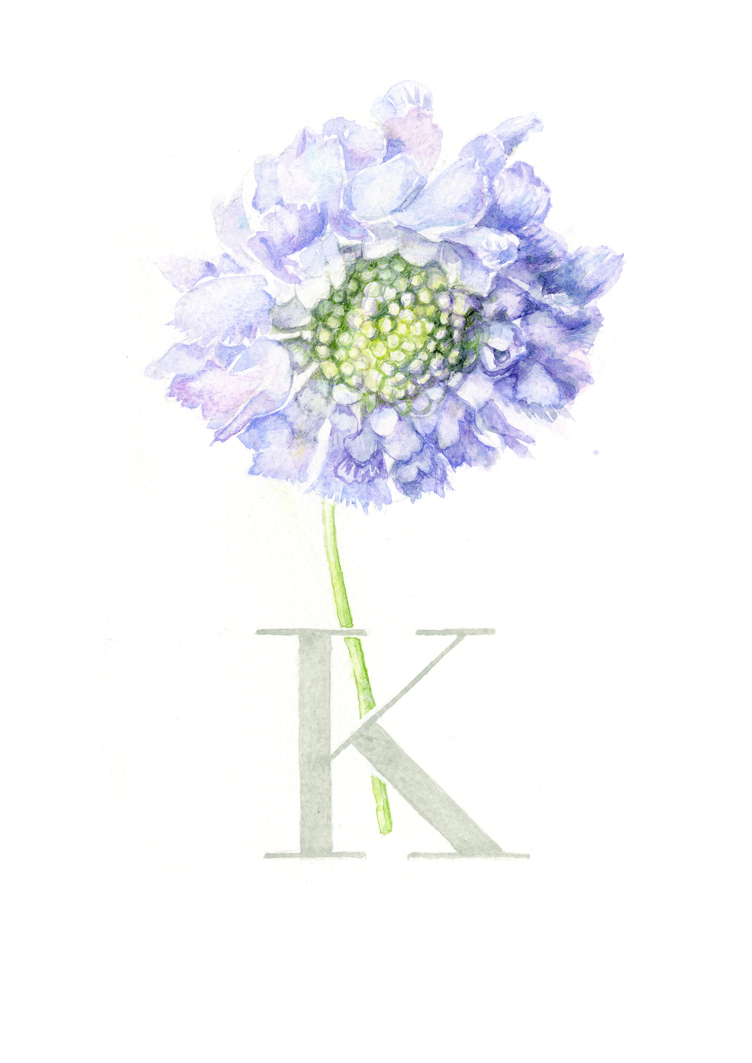 K (Knautia)