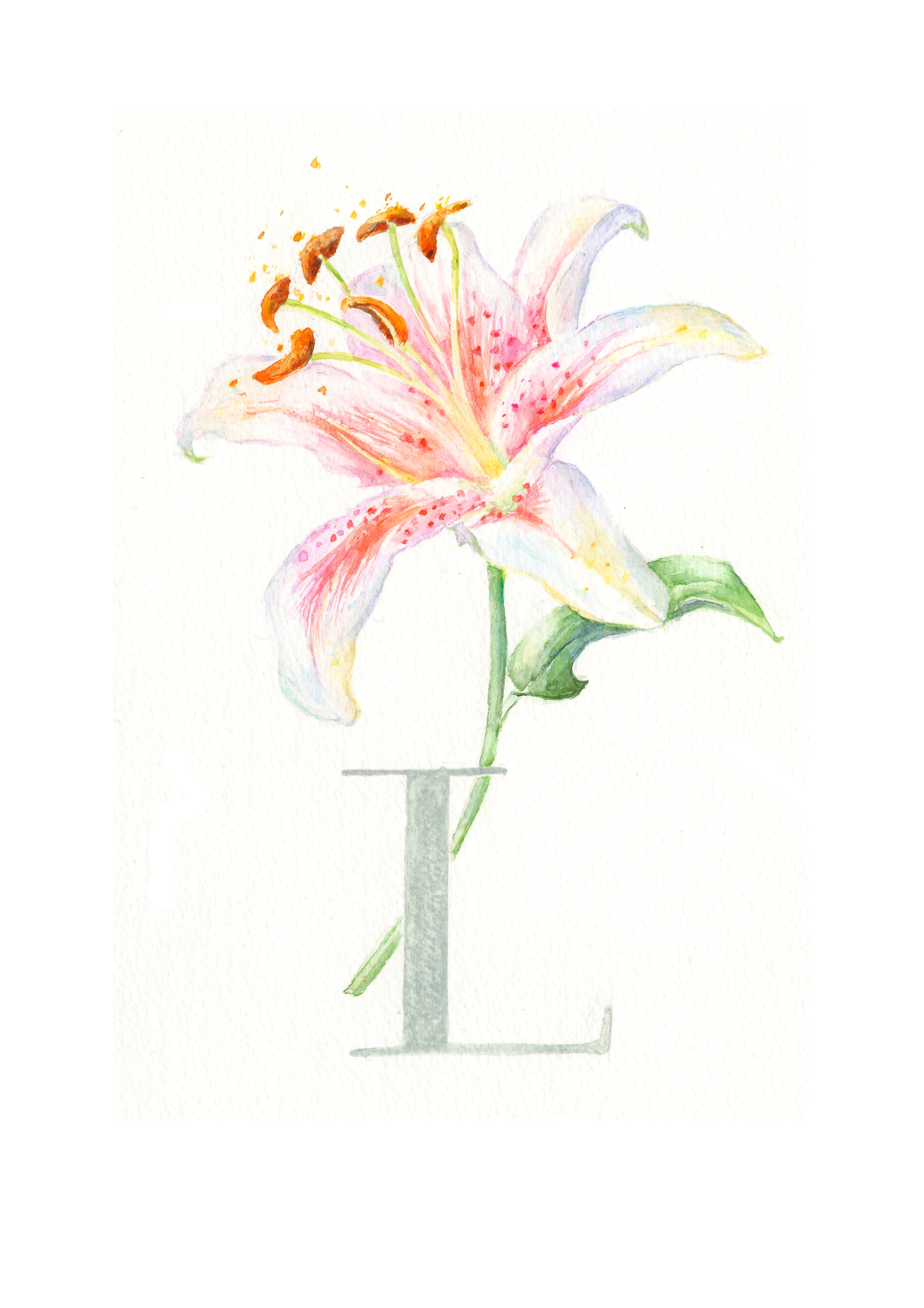 L (lily)