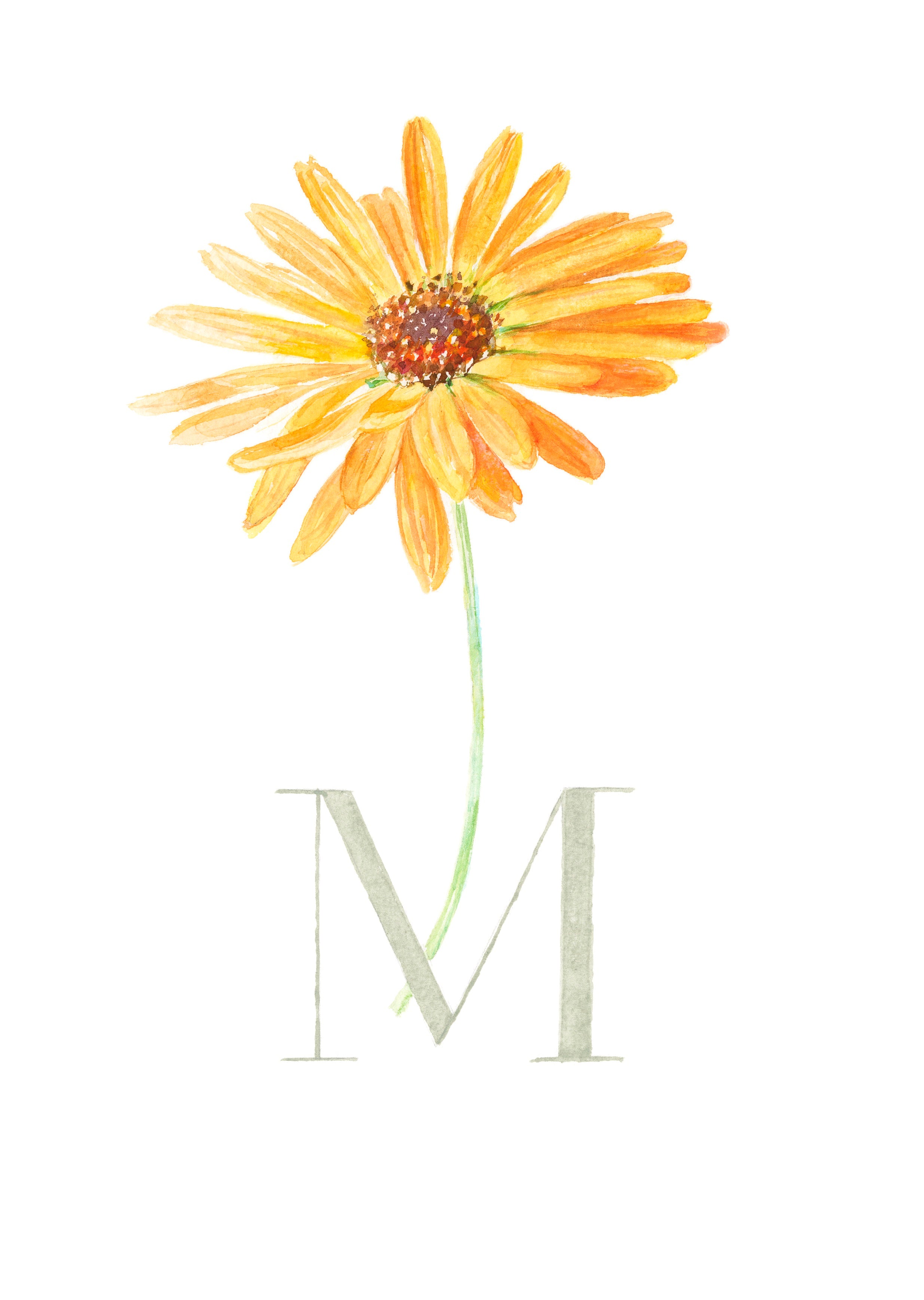 M (Marigold)