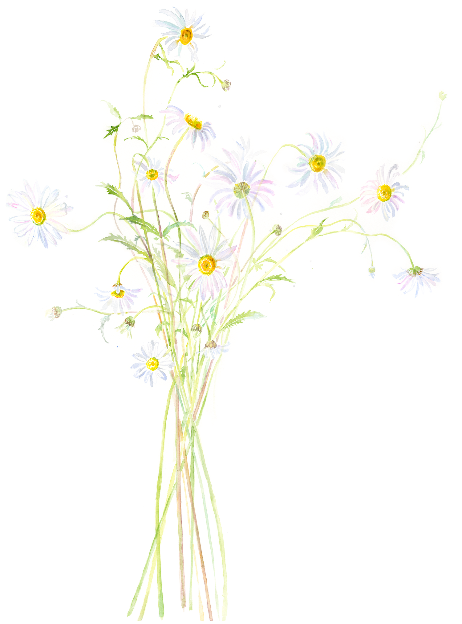 Oxeye Daisies