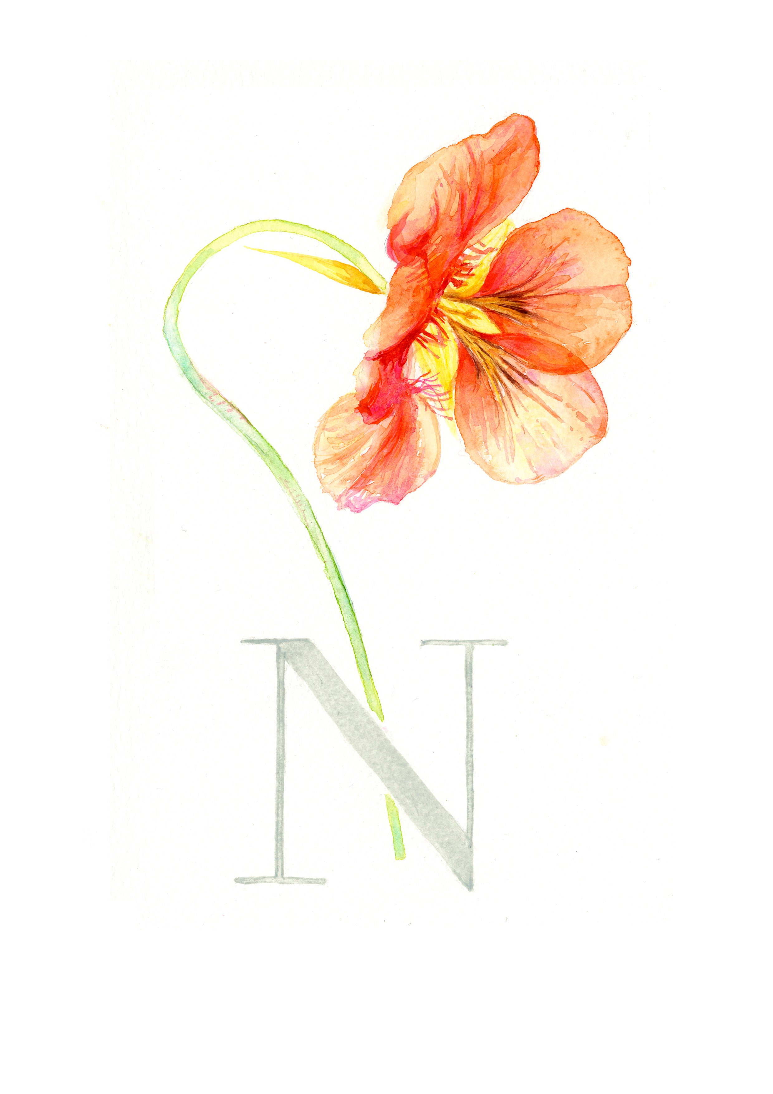 N (Nasturtium)