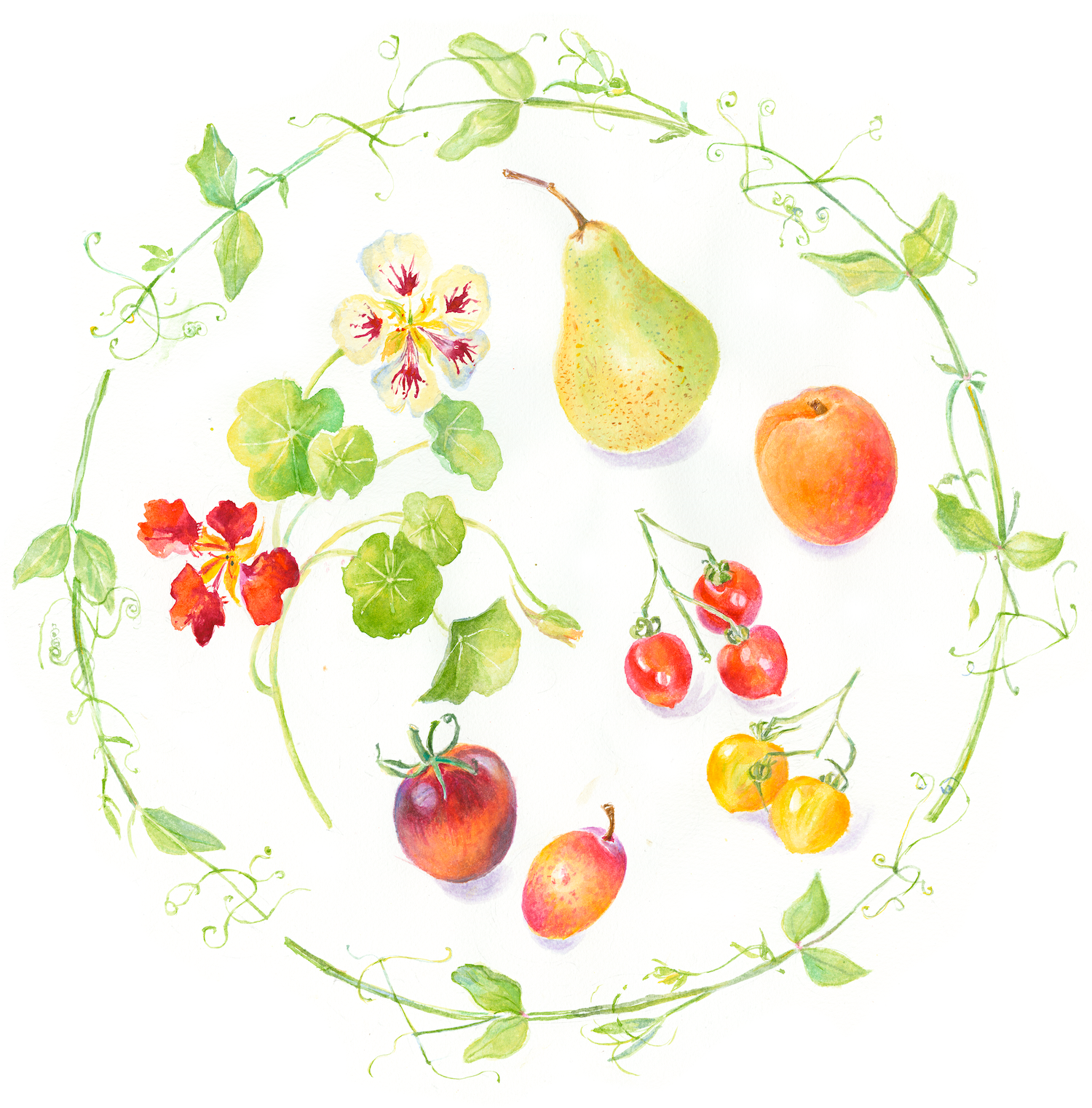 Nasturtiums, Tomatoes & Pears