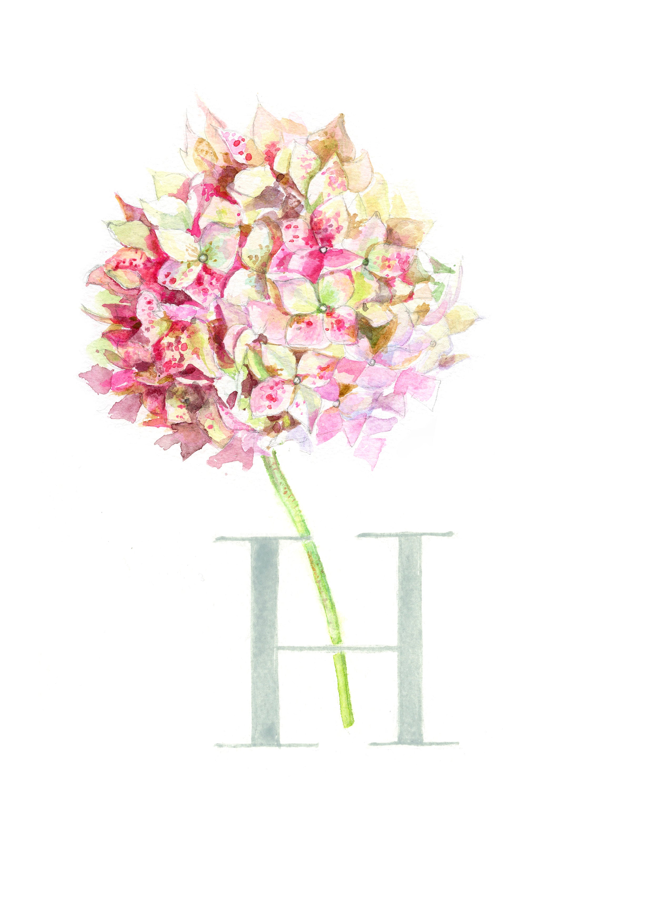 H (Hydrangea)