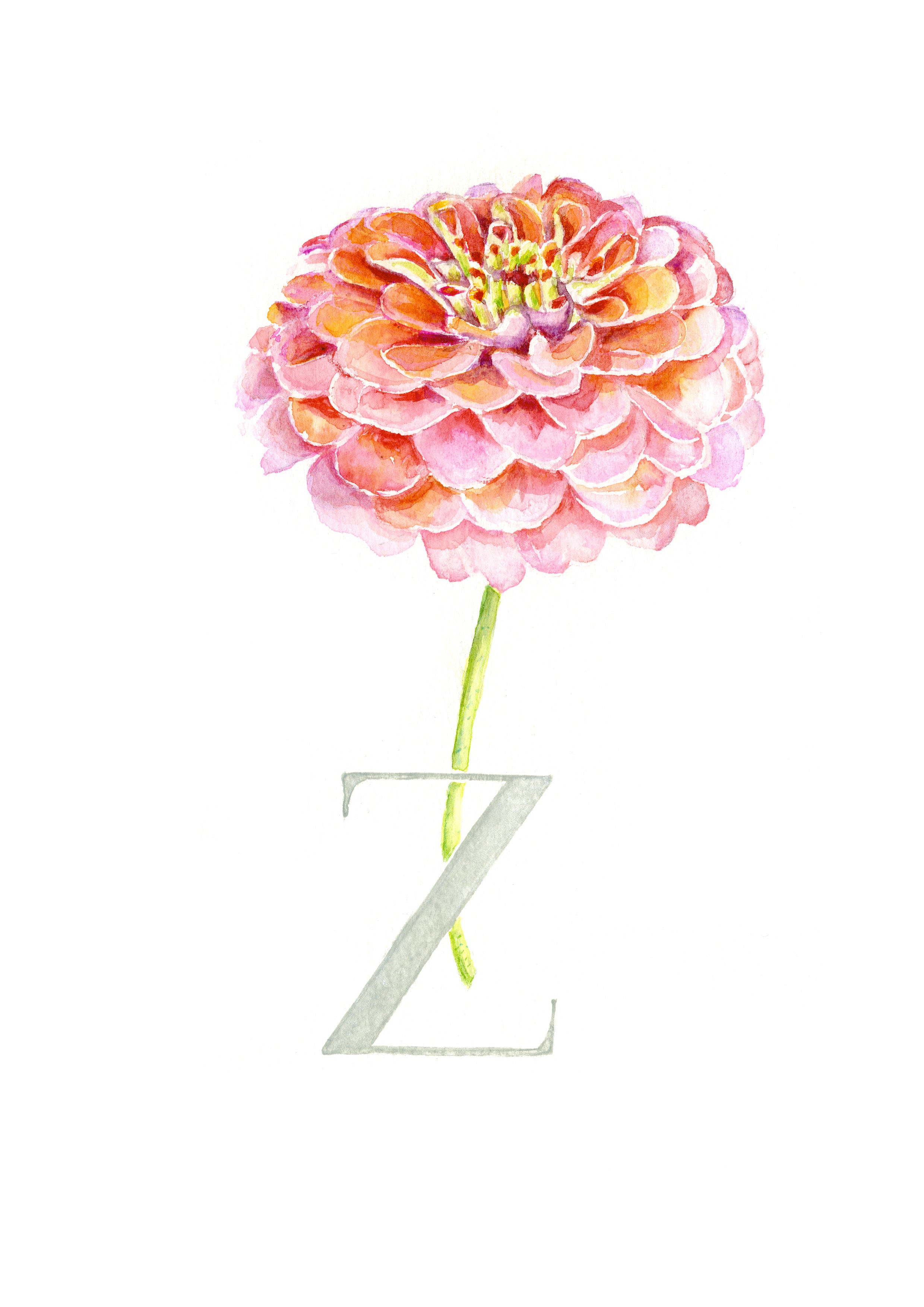 Z (Zinnia)