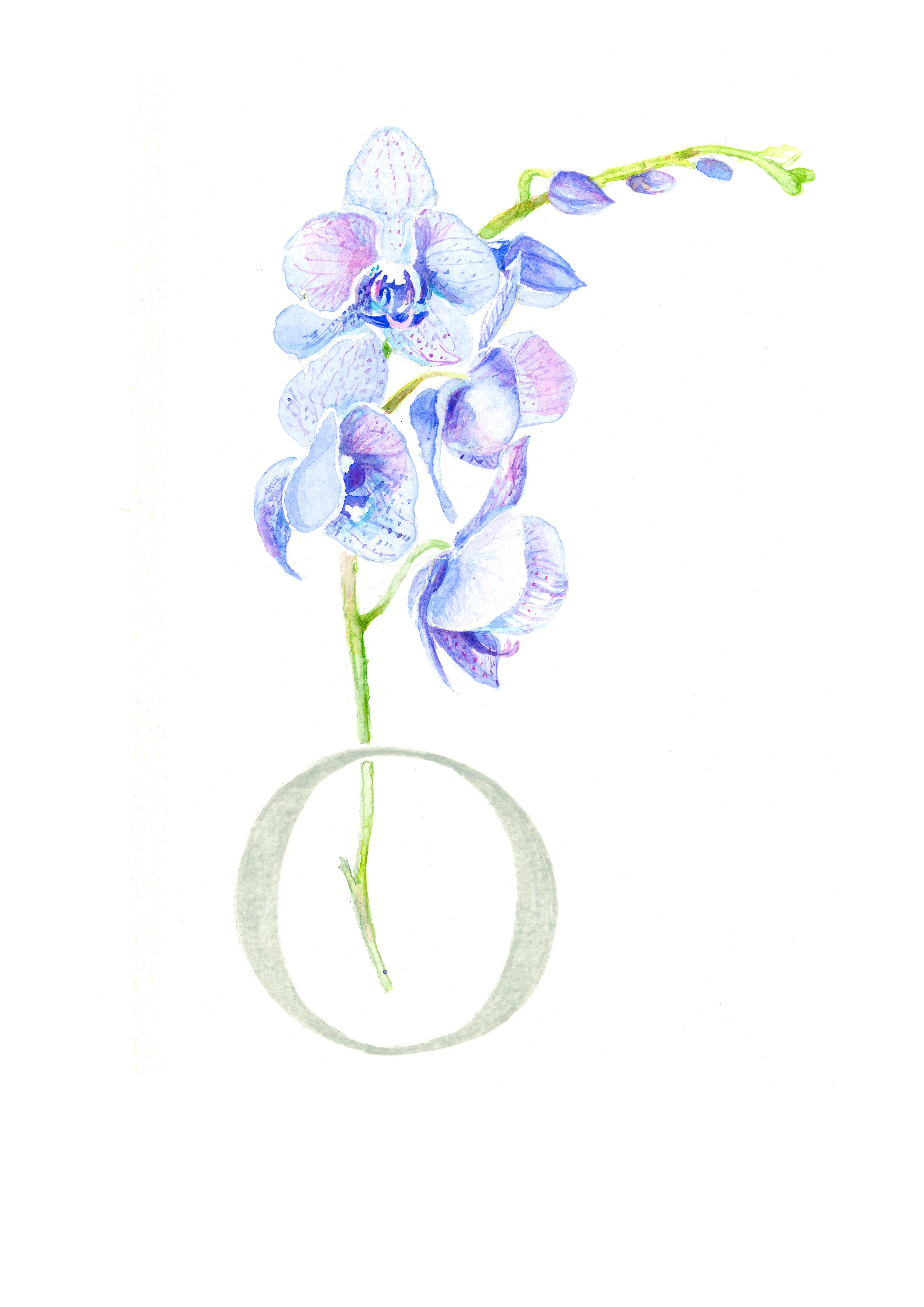 O (Orchid)