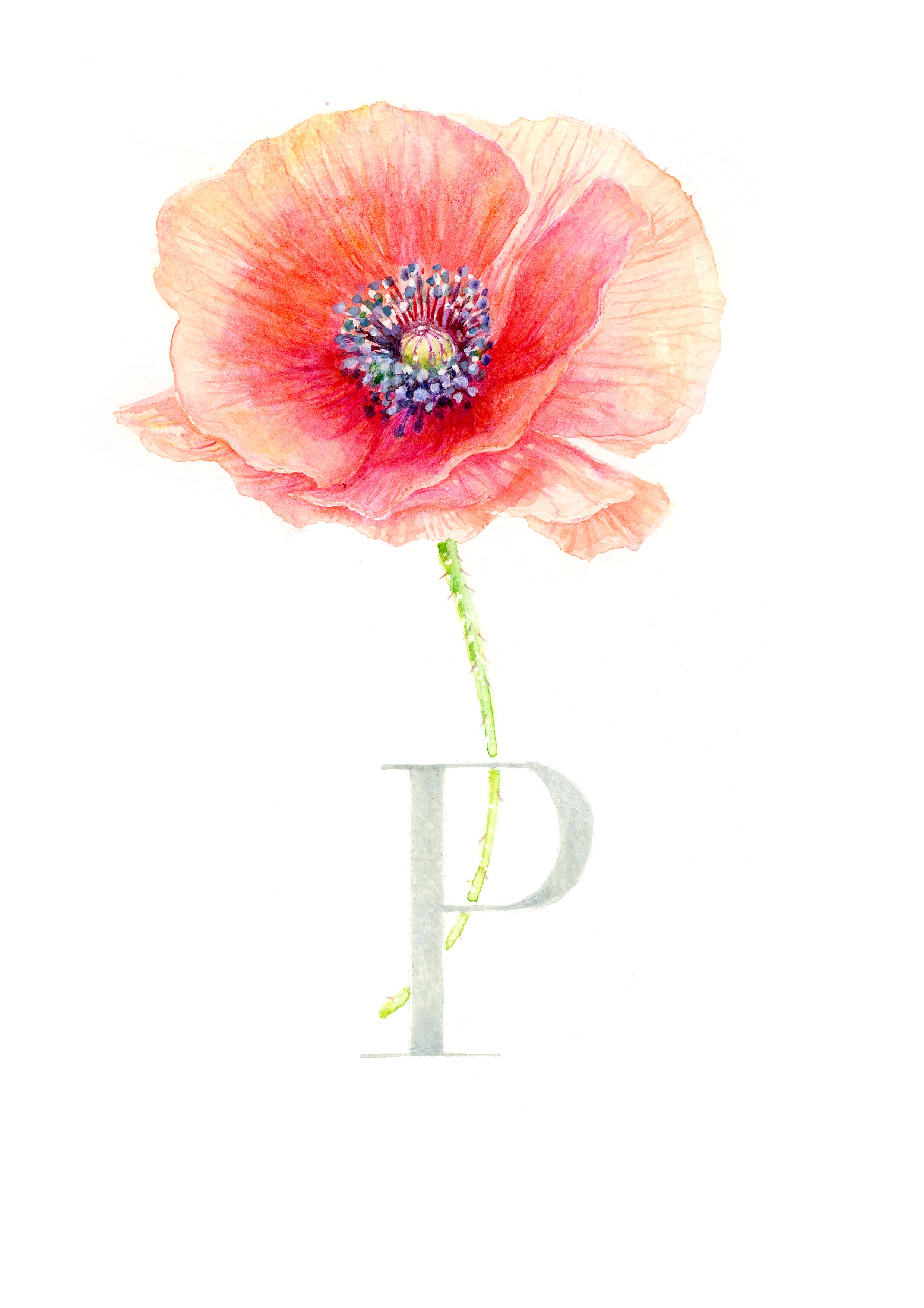 P (Poppy)