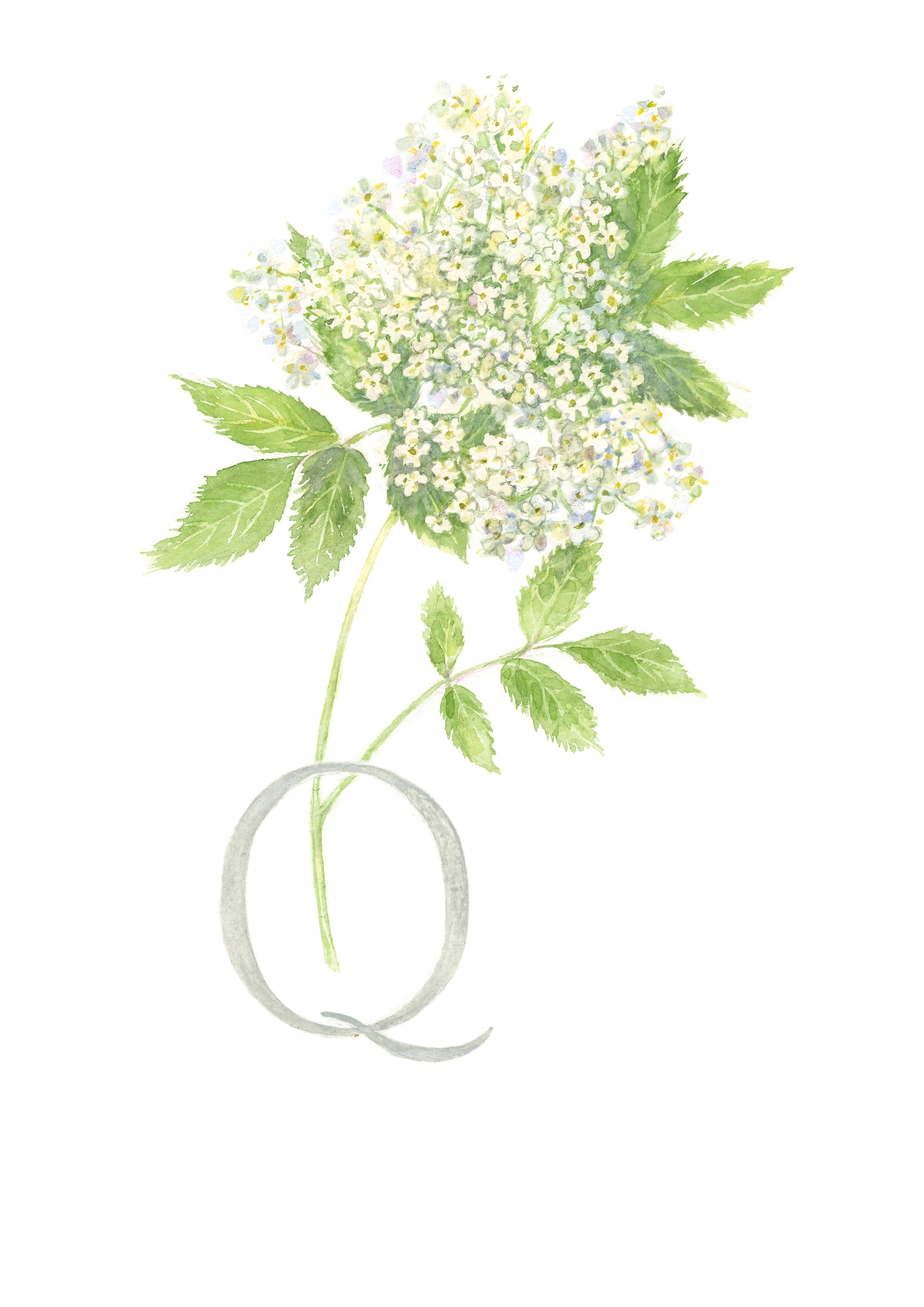 Q - (Queen Ann's Lace)