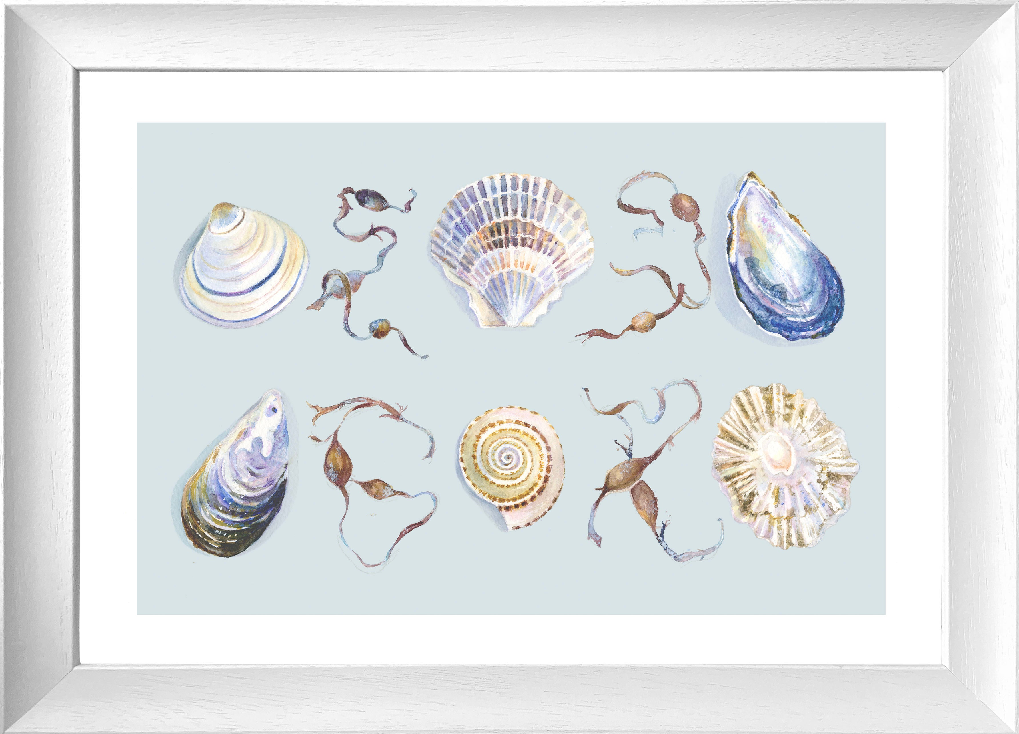 Simply Seashells (Framed Print)