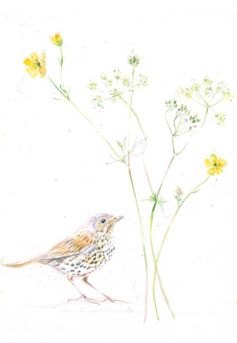 Song Thrush & Buttercups