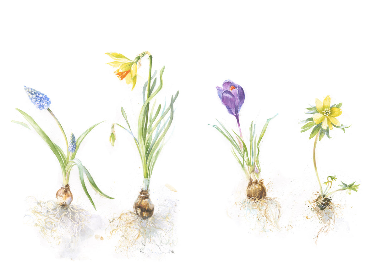 Spring Beauty Bulbs Spring Bulbs