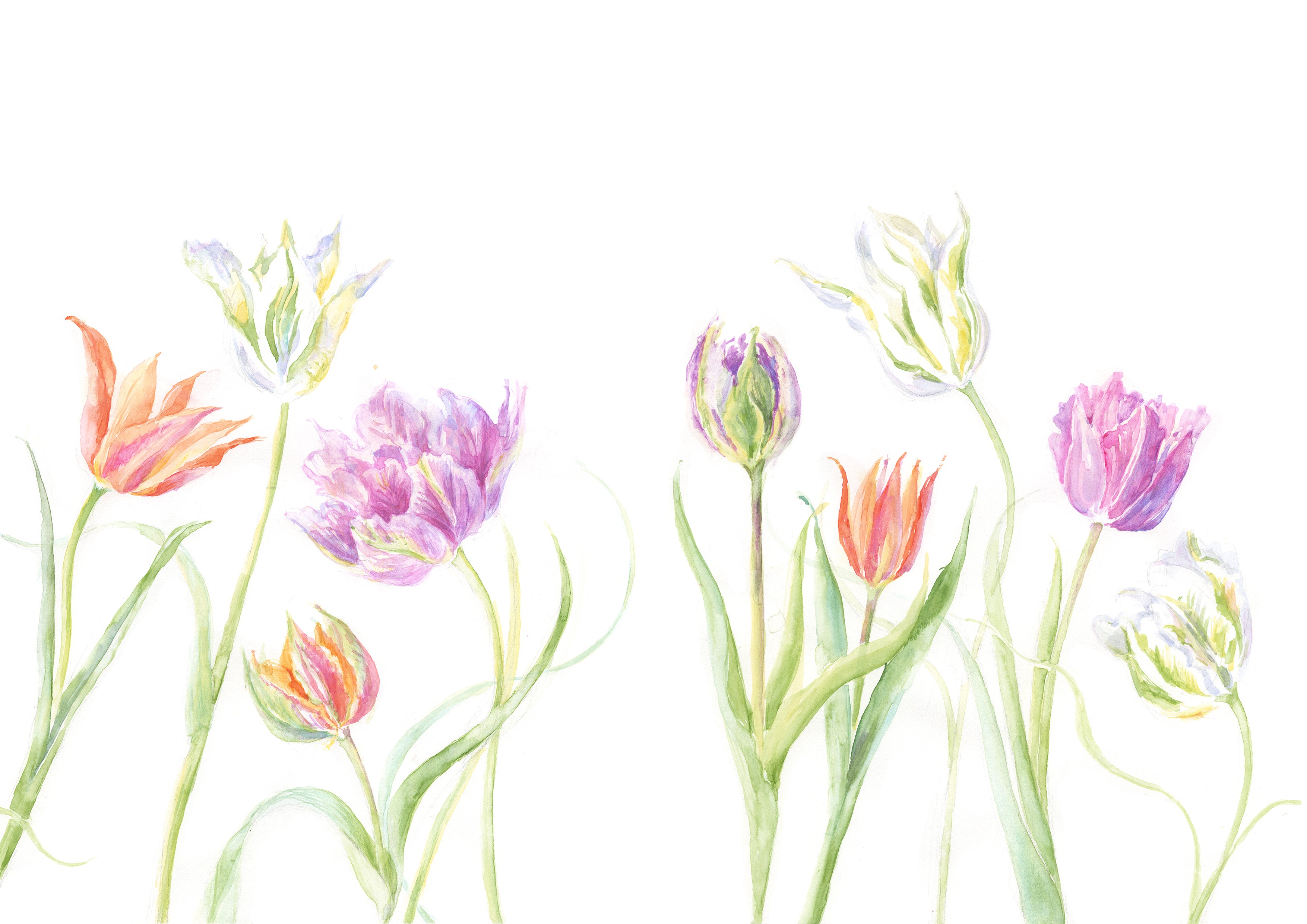 Spring Tulips