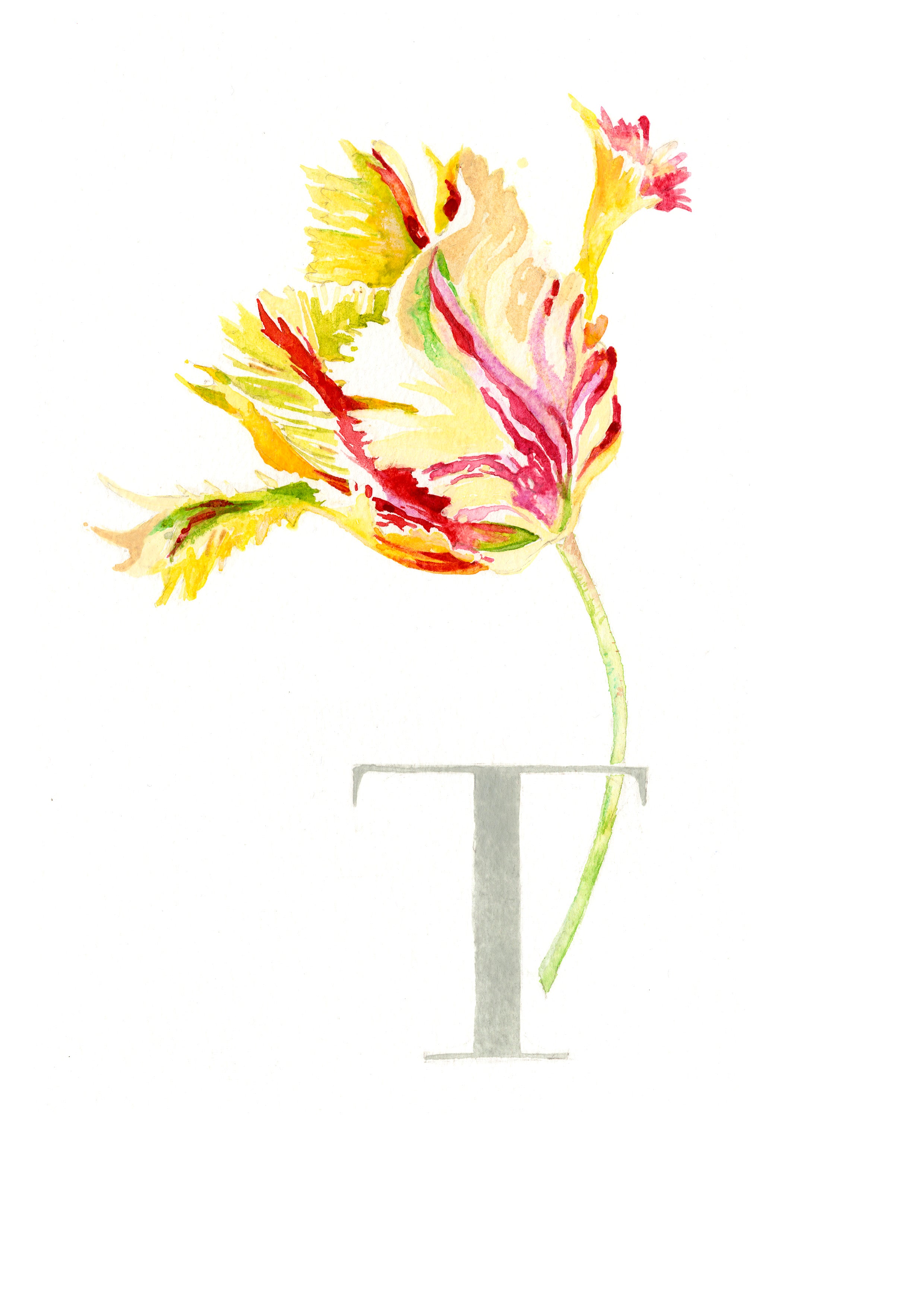 T (Tulip)