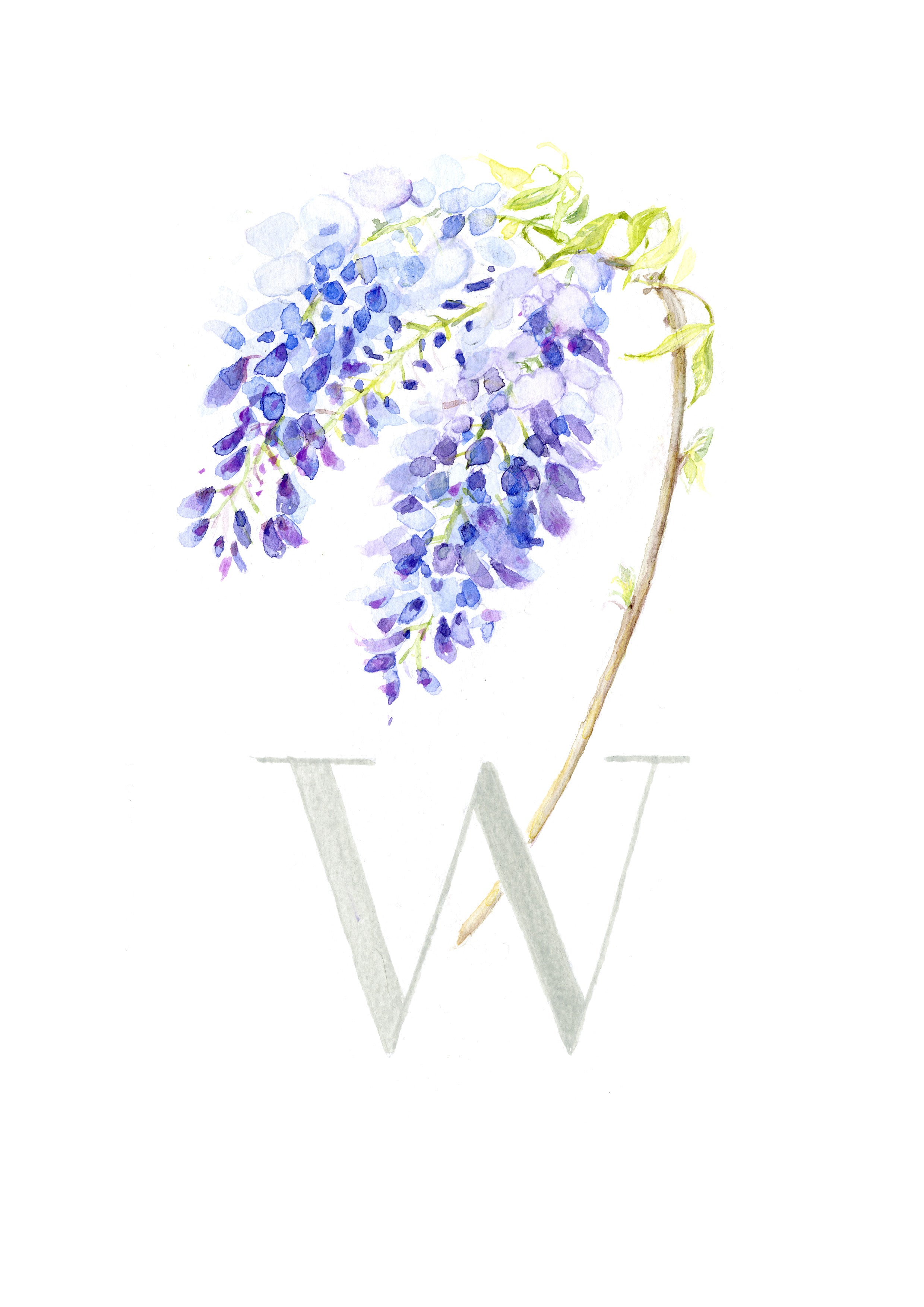 W (Wysteria)