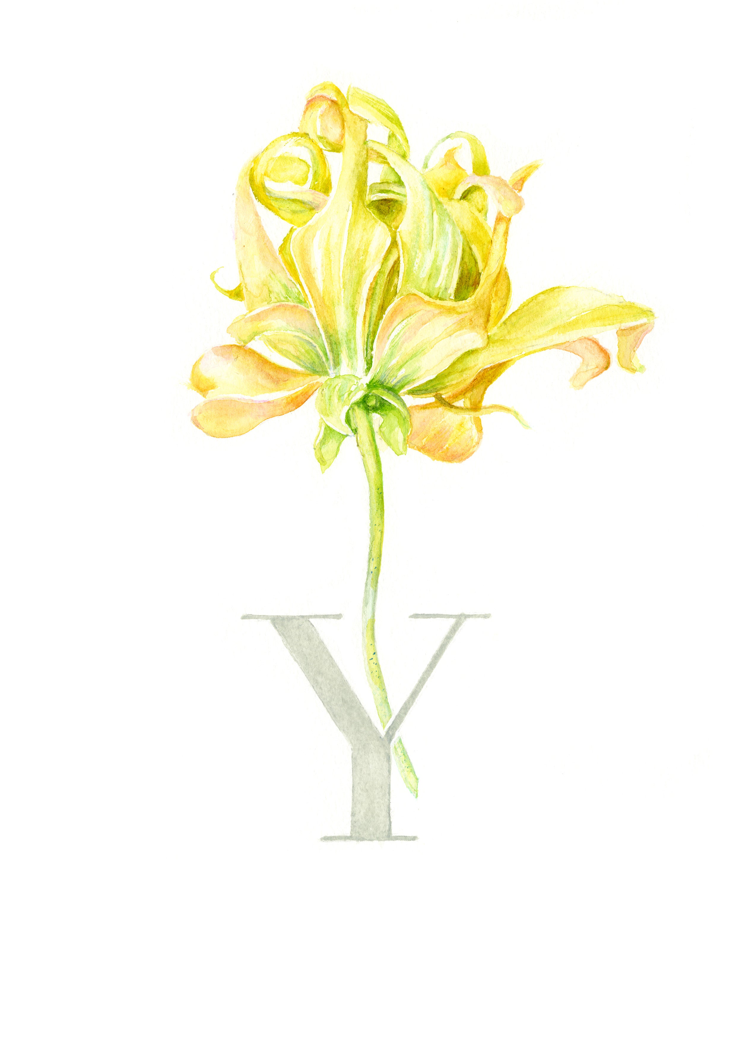 Y (Ylang Ylang)