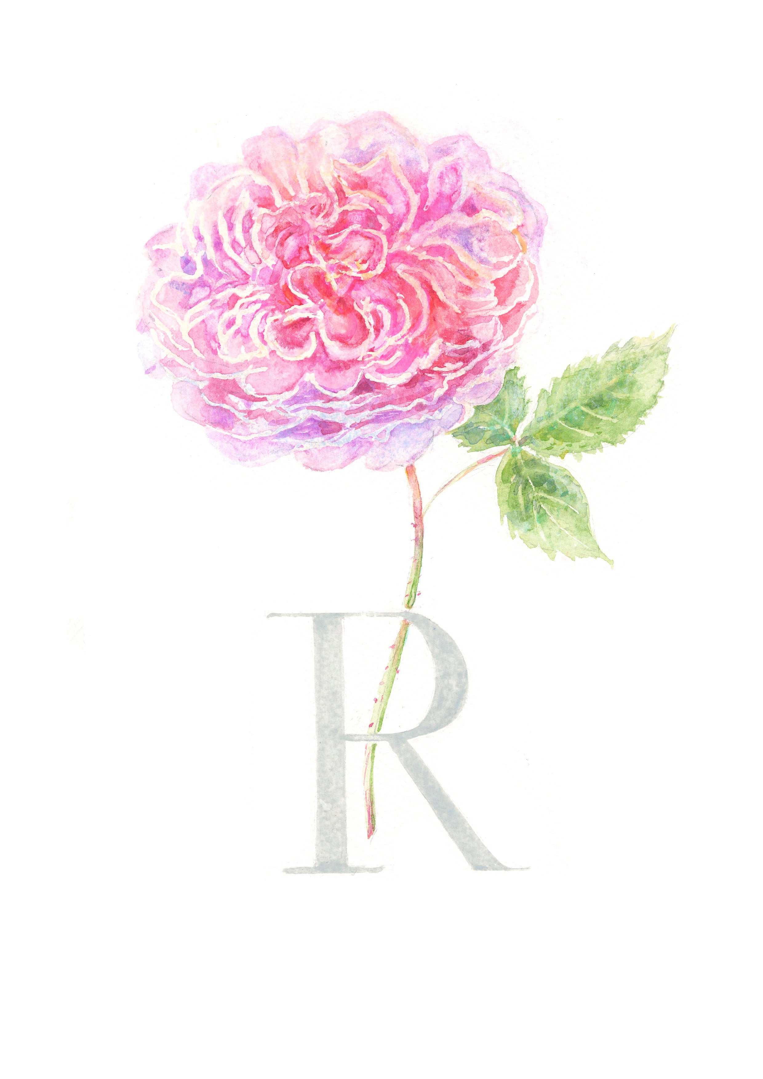 R (Rose)